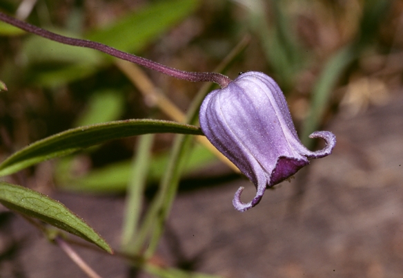 {Clematis socialis}